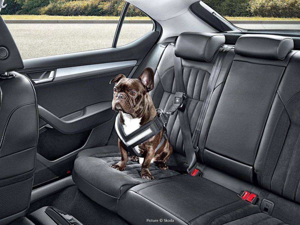 Dog car seats