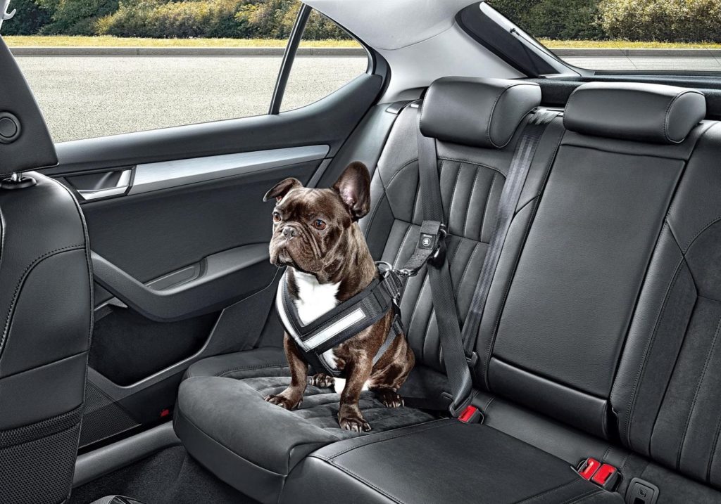 Dog car seats